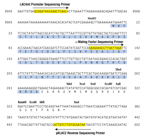 K. lactis Protein Expression Kit |