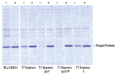 T7 表达 E. coli 感受态细胞（高效级） |