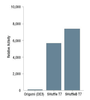 SHuffle® T7 表达 lysY E. coli 感受态细胞 |