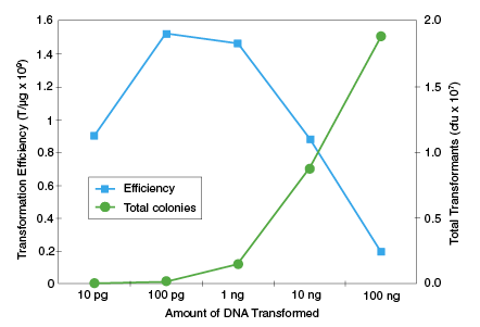 Express® Iq Competent E. coli (High Efficiency) |