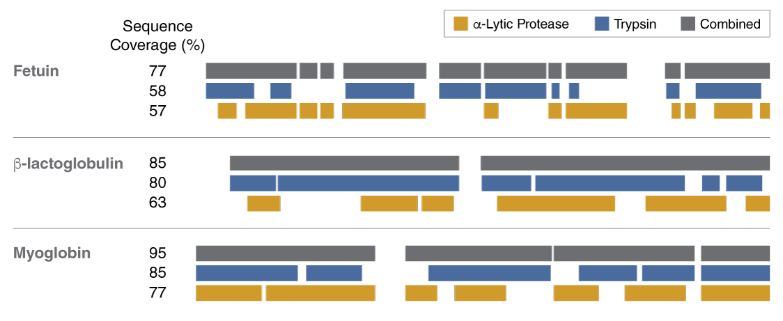 α-Lytic Protease |