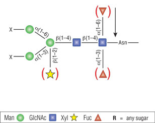 PNGase A |